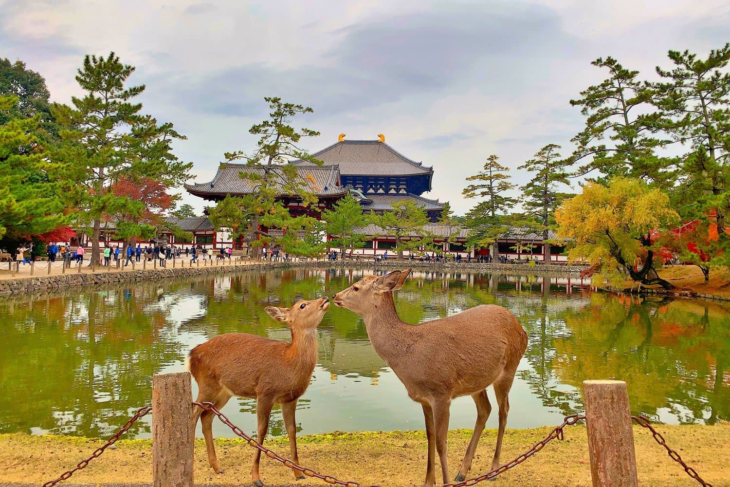 나라, 일본 여행 전경